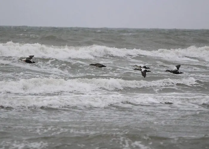 10 Person In Lokken-by Traum Løkken